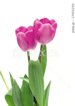 Tulips on the white background Tulips on the white background 17455250