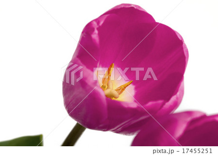 Tulips on the white background Tulips on the white background 17455251
