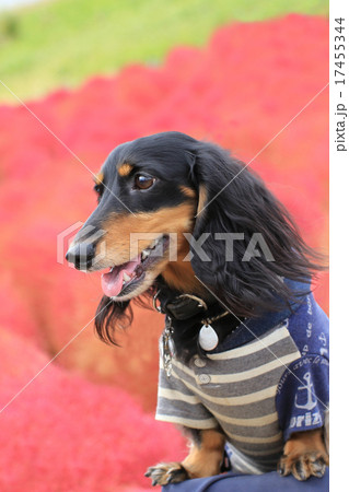 コキアとダックス ~ひたち海浜公園~ コキアとダックス ~ひたち海浜公園~ 17455344