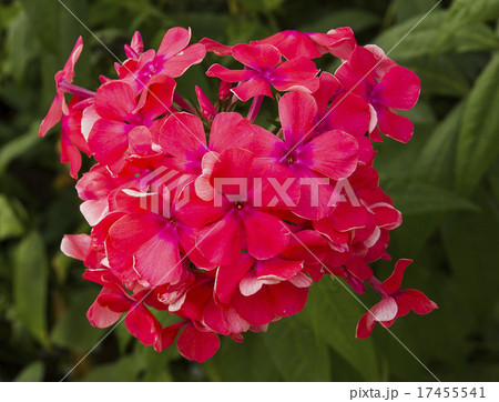 Flowers Flowers 17455541