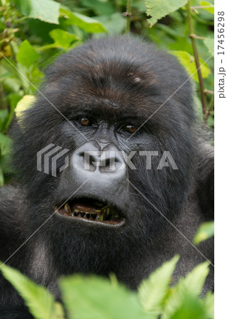 Close-up of male silverback showing black teeth 17456298