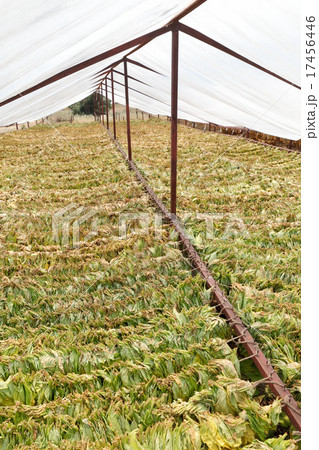 Traditional tobacco drying Traditional tobacco drying 17456446