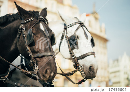 Two Horses Are Harnessed To Cart For Driving Two Horses Are Harnessed To Cart For Driving 17456805