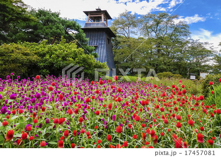 センニチコウと鐘楼 17457081