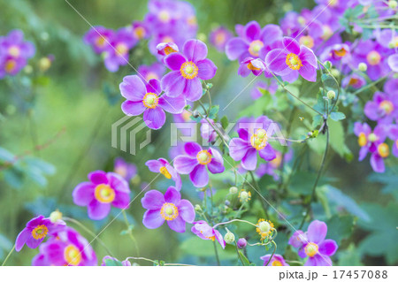 秋明菊群生 17457088