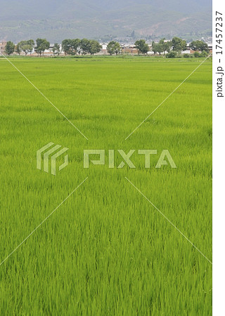 稲作 稲作 17457237