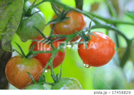 雨上がりの家庭菜園で無農薬栽培している熟した実と未完熟のミニトマト 雨上がりの家庭菜園で無農薬栽培している熟した実と未完熟のミニトマト 17458829