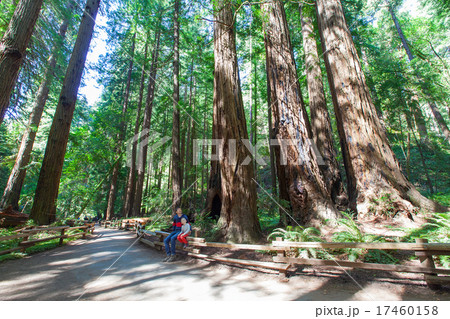 redwood forest 17460158