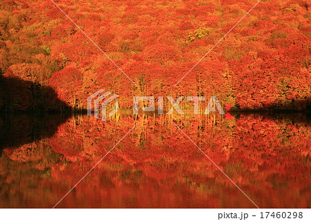 紅葉の蔦沼 紅葉の蔦沼 17460298