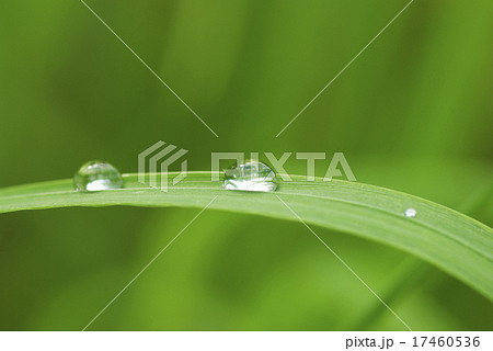 drop on grass 17460536