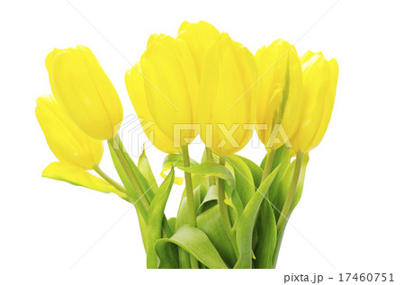 yellow tulips yellow tulips 17460751