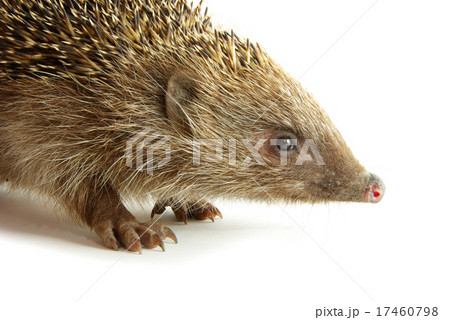 hedgehog 17460798
