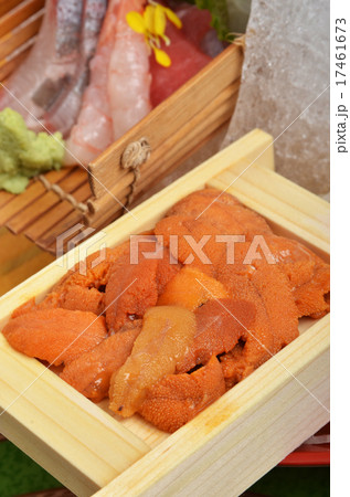 sea urchin　 17461673