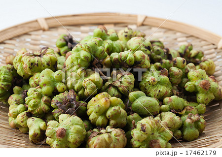 マタタビ 17462179