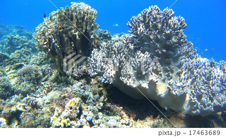 熱帯魚と珊瑚礁　水中撮影　海 17463689