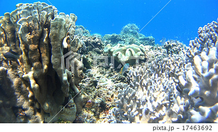 熱帯魚と珊瑚礁　水中撮影　海 17463692