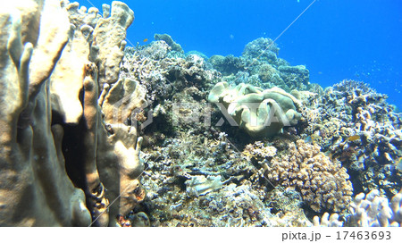 熱帯魚と珊瑚礁　水中撮影　海 17463693