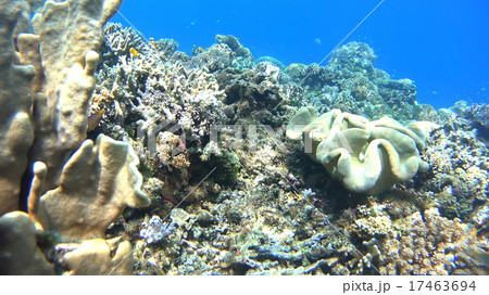 熱帯魚と珊瑚礁　水中撮影　海 17463694