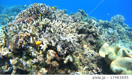 熱帯魚と珊瑚礁 水中撮影 海 熱帯魚と珊瑚礁 水中撮影 海 17463695