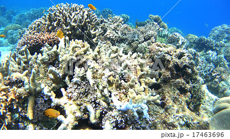 熱帯魚と珊瑚礁　水中撮影　海 17463696