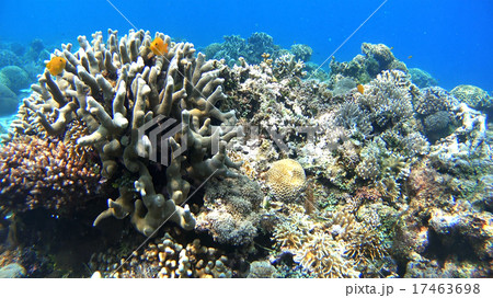 熱帯魚と珊瑚礁　水中撮影　海 17463698