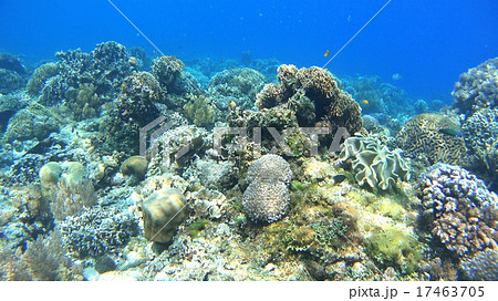 熱帯魚と珊瑚礁　水中撮影　海 17463705