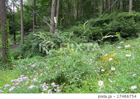 山庭、 花庭、 山庭、 花庭、 17466754