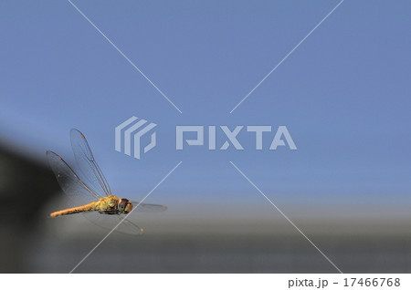 ウスバキトンボの飛翔 17466768