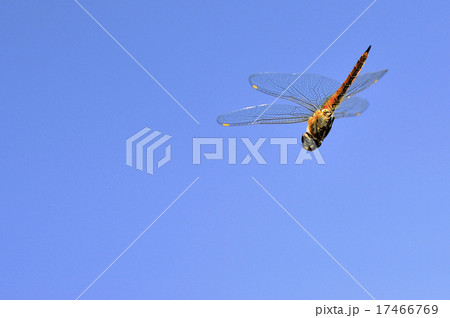 ウスバキトンボの飛翔 17466769