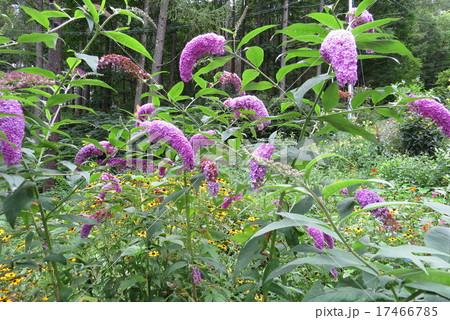 山庭、 花庭、 山庭、 花庭、 17466785