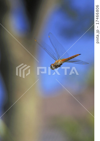 ウスバキトンボの飛翔 17466806