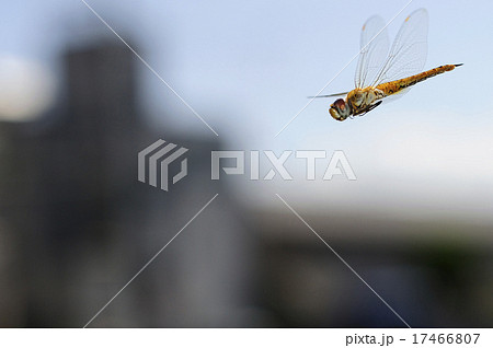 ウスバキトンボの飛翔 17466807