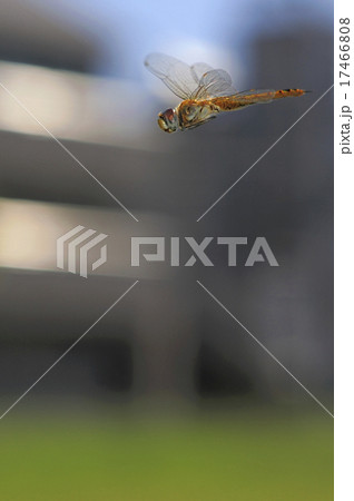 ウスバキトンボの飛翔 ウスバキトンボの飛翔 17466808