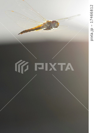 朝日を浴びて飛ぶウスバキトンボ 17466812