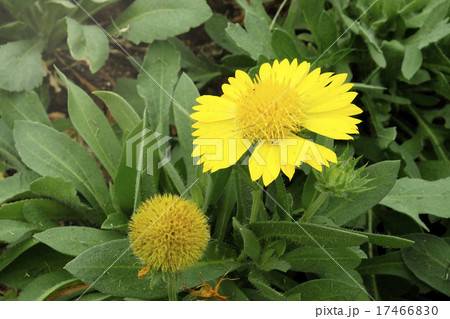 Sun Gaillardia flower blooming in the garden Sun Gaillardia flower blooming in the garden 17466830