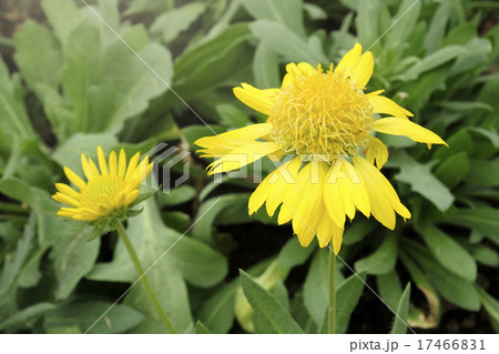 Sun Gaillardia flower blooming in the garden 17466831