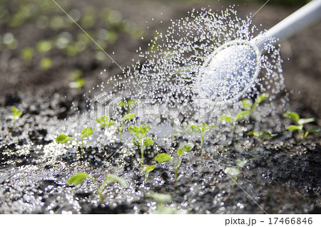 水やり 17466846