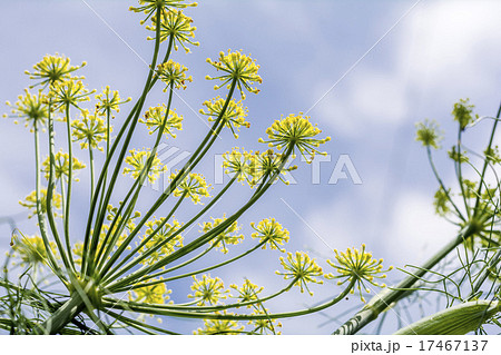 空の下のウイキョウの花 17467137