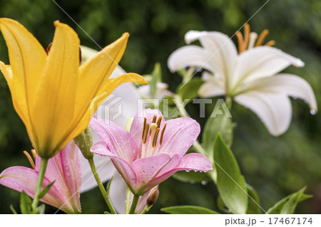 雨の中のピンクと黄色と白のスカシユリの花の写真素材