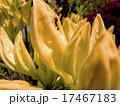 蟻と花びら 17467183