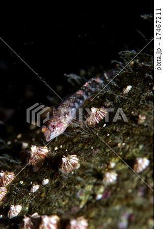 フジツボとヘビギンポの仲間 17467211