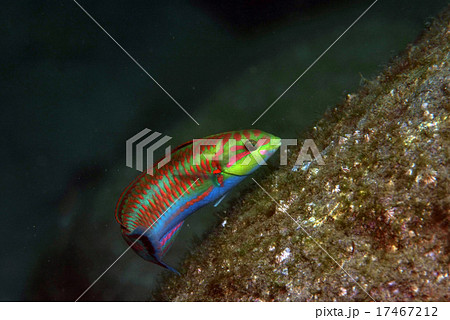 泳ぐニシキベラ 泳ぐニシキベラ 17467212