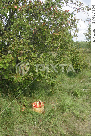 basket of apples under the apple tree basket of apples under the apple tree 17467304
