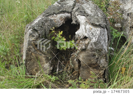 sprout inside an old log 17467305