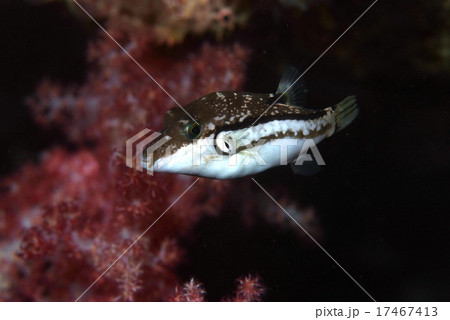 泳ぐキタマクラB 17467413