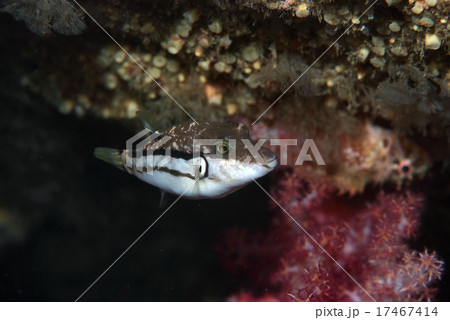 泳ぐキタマクラC 17467414