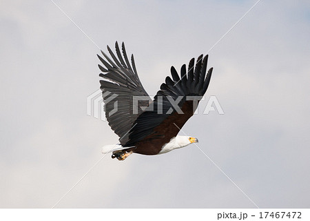 African fish eagle flying with wings raised 17467472