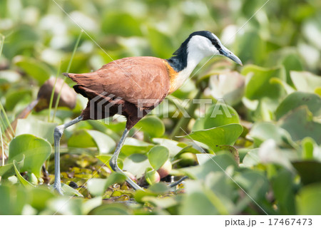 African jacana walks among water hyacinth leaves African jacana walks among water hyacinth leaves 17467473