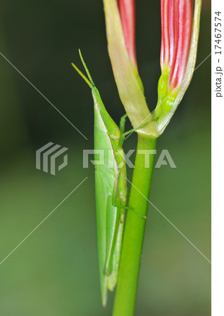 曼珠沙華のオンブバッタ 17467574