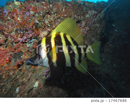 漂うテングダイ 17467686